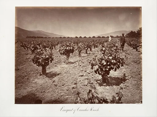 Vineyard of Camulos Ranch