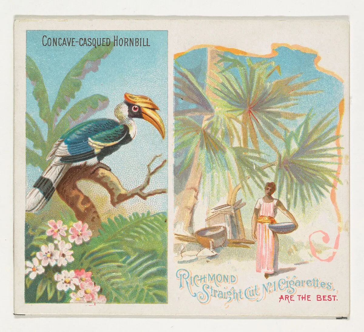 Concave-Casqued Hornbill, from Birds of the Tropics series (N38) for Allen & Ginter Cigarettes — Allen & Ginter|George S. Harris & Sons