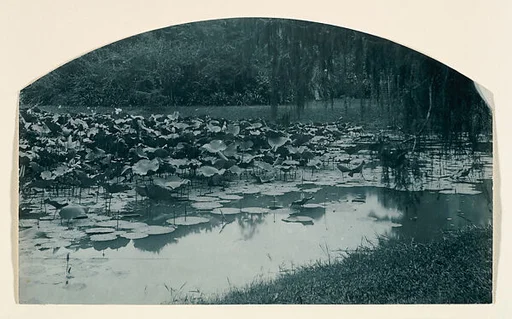 [Garden Pool with Waterlilies]