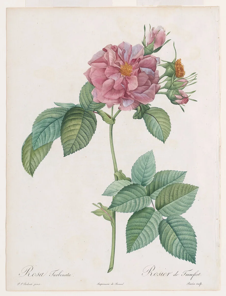 ‘Empress Josephine’ or Frankfort Rose (Rosa turbinata), from Claude-Antoine Thory, Les Roses — Pierre Joseph Redouté