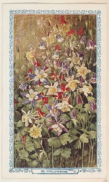 20. Columbine, bakery insert card from the Flower Pictures series (D36), issued by the Freihofer Baking Company — Freihofer Baking Company