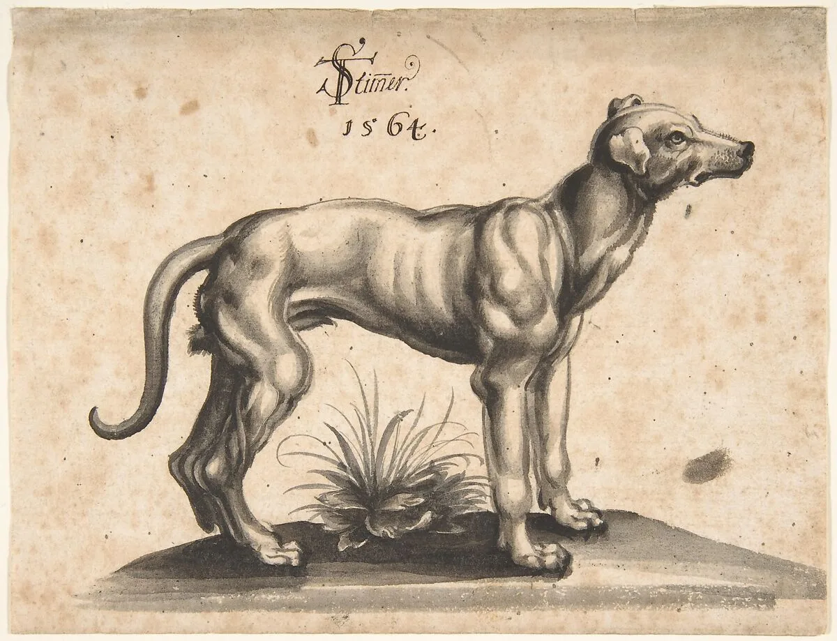 A Dog Looking to the Right — Tobias Stimmer