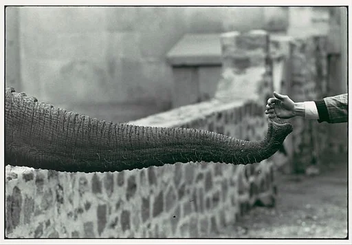 [Hand Feeding Elephant Trunk, Zoo]