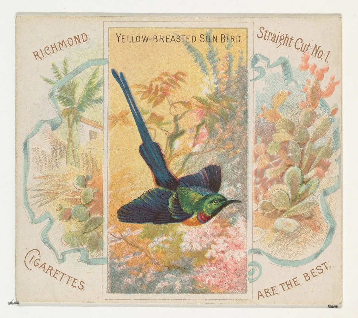 Yellow-Breasted Sun Bird, from Birds of the Tropics series (N38) for Allen & Ginter Cigarettes — Allen & Ginter|George S. Harris & Sons
