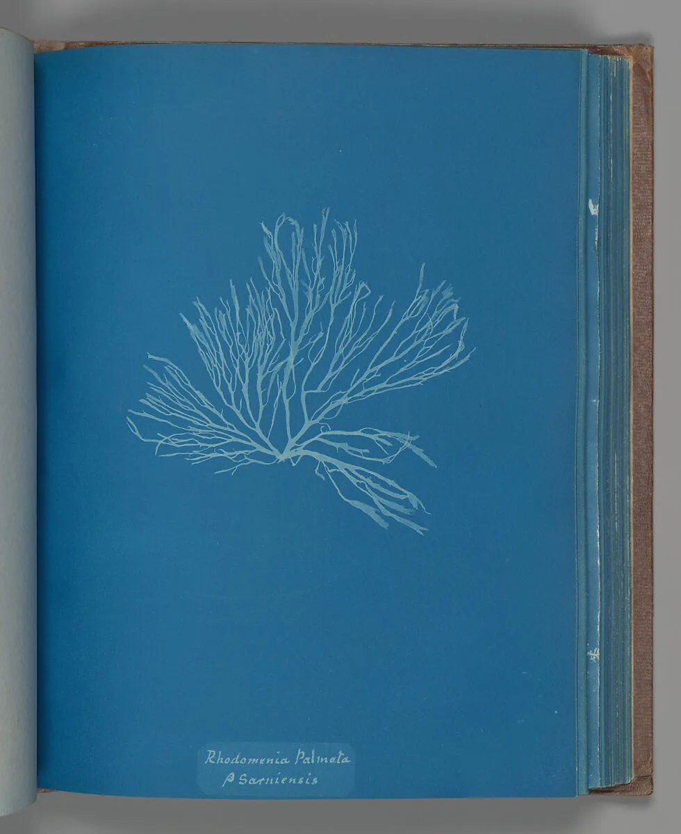 Rhodomenia Palmata ß Sarniensis — Anna Atkins