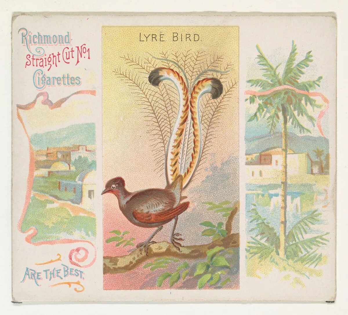 Lyre Bird, from Birds of the Tropics series (N38) for Allen & Ginter Cigarettes — Allen & Ginter|George S. Harris & Sons