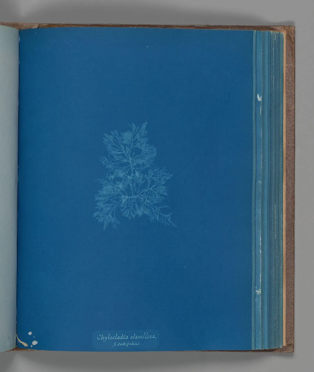 Chylocladia clavellosa, ß sedifolius — Anna Atkins