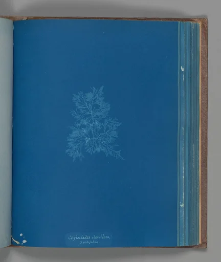 Chylocladia clavellosa, ß sedifolius