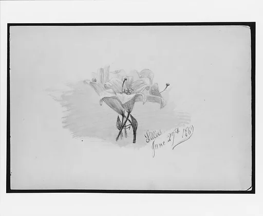 Lilies (from Switzerland 1869 Sketchbook)