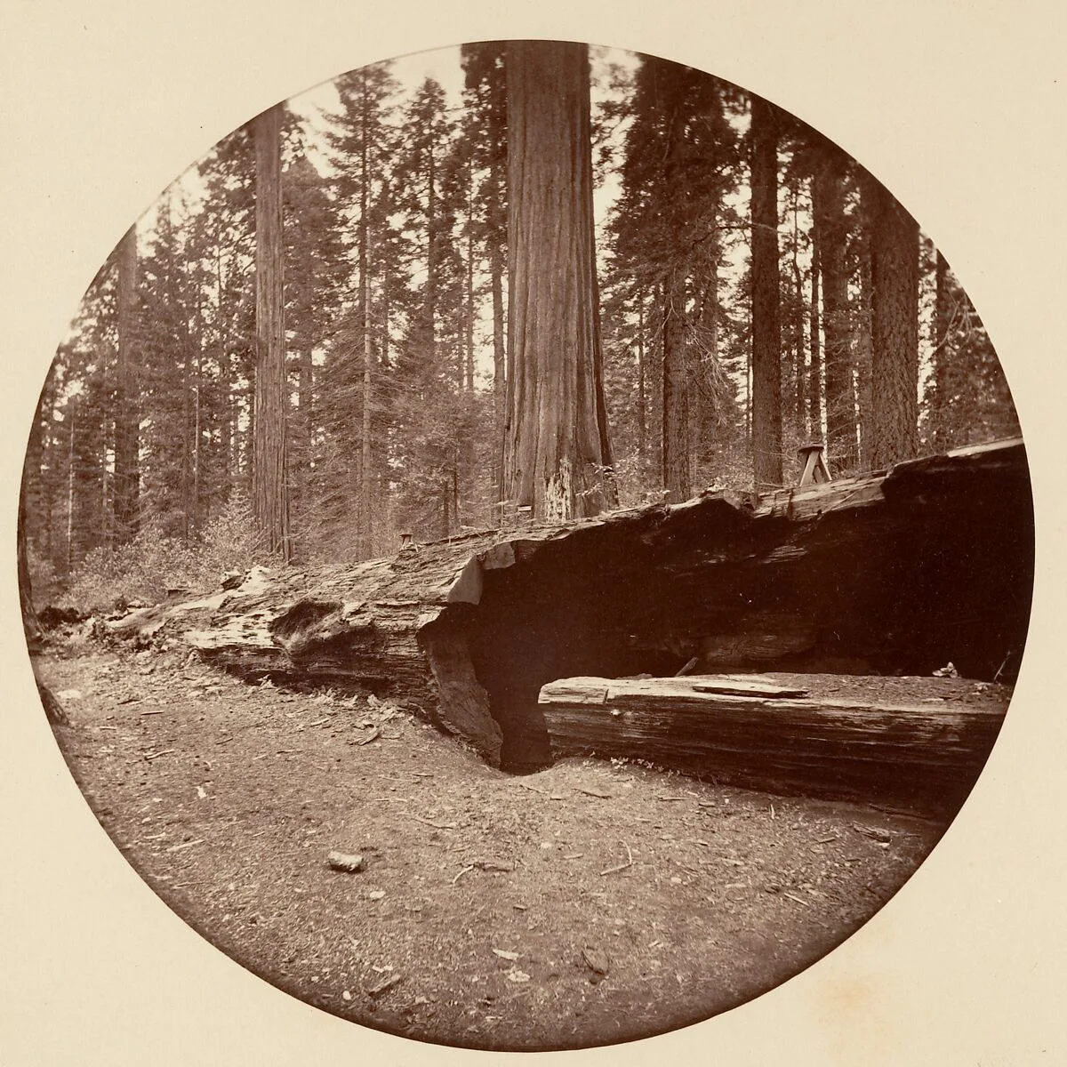 Mammoth Three Grove Hotel Calaveras Co Cal. — Carleton E. Watkins