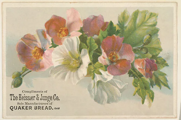 Pink and white flowers, bakery card from the Picture Cards series (D63), issued by The Heissler & Junge Company — The Heissler & Junge Company