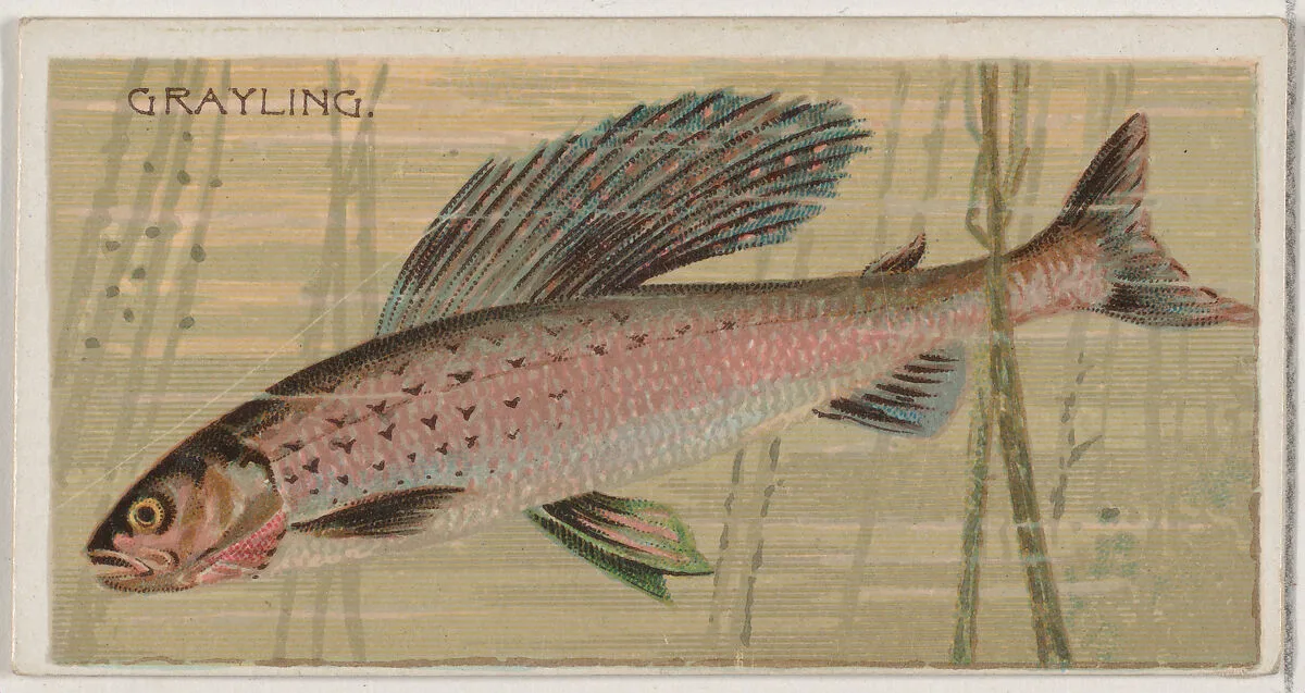 Grayling, from the series Fishers and Fish (N74) for Duke brand cigarettes — W. Duke, Sons & Co.|Knapp & Company