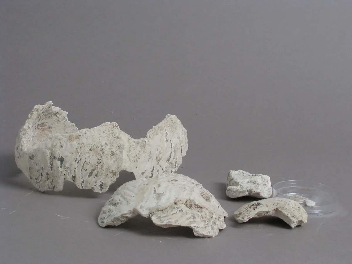 Fragments of a Male Head — Unknown