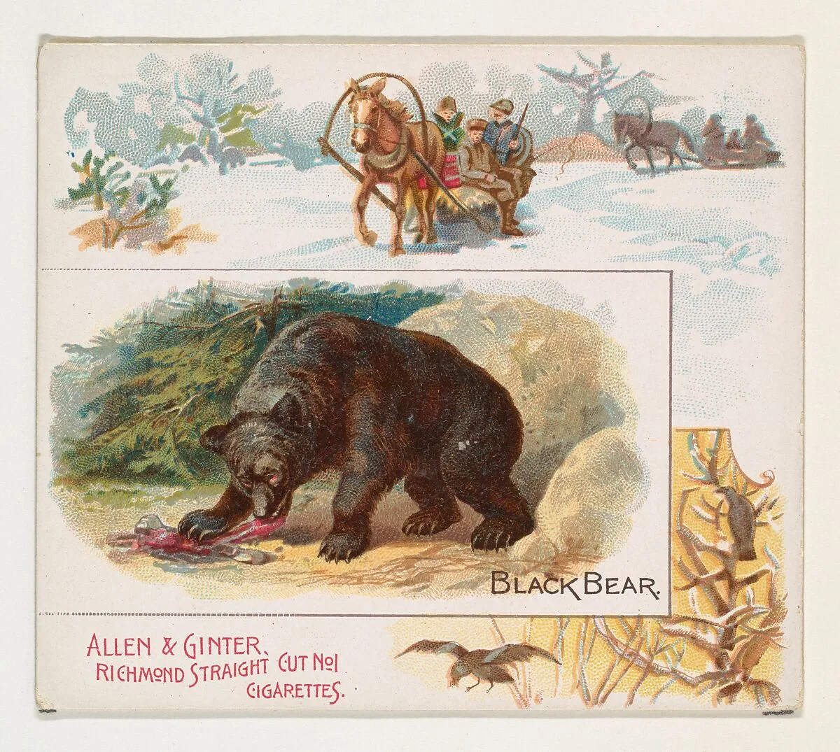 Black Bear, from Quadrupeds series (N41) for Allen & Ginter Cigarettes — Allen & Ginter|Lindner, Eddy & Claus