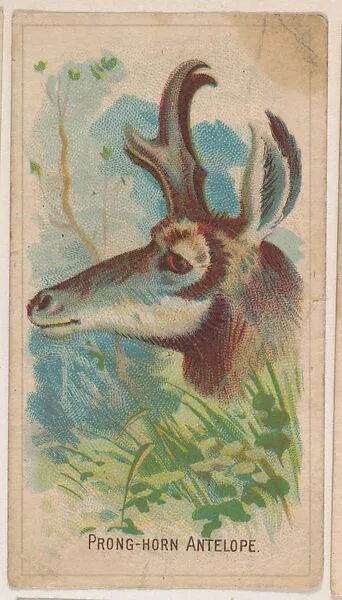 Prong-Horn Antelope, collector card from the Animal Pictures series (D8), issued by the Weber Baking Company to promote Onist Milk and Pullman Bread — Weber Baking Company