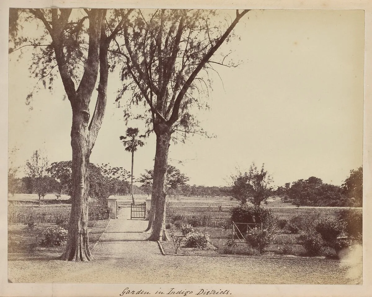 Garden in Indigo Districts — Captain R. B. Hill