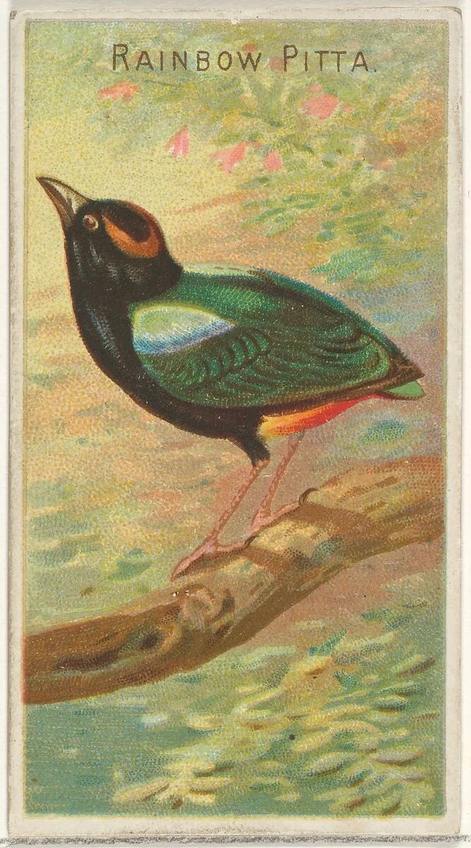 Rainbow Pitta, from the Birds of the Tropics series (N5) for Allen & Ginter Cigarettes Brands — Allen & Ginter|George S. Harris & Sons