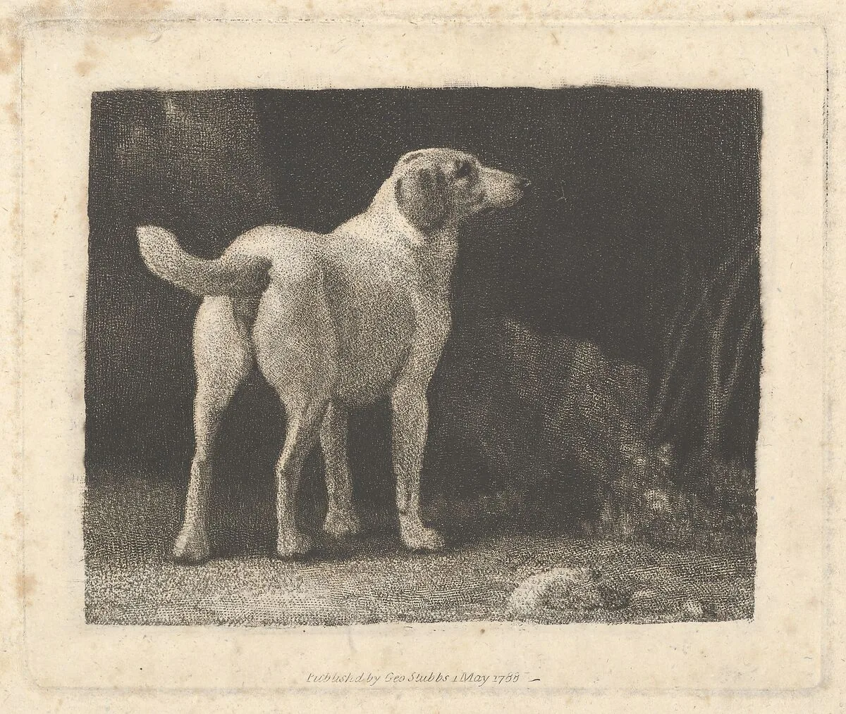 Dog (A Foxhound Viewed from Behind) — George Stubbs