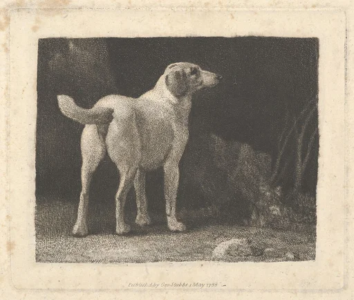 Dog (A Foxhound Viewed from Behind)