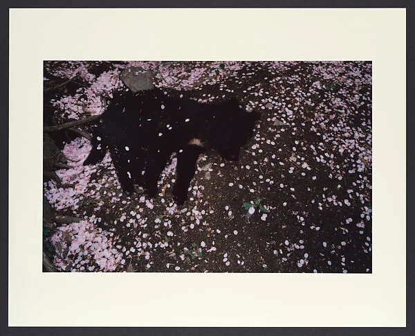 Untitled — Shomei Tomatsu