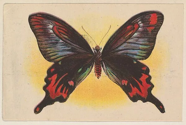 Red and black butterfly, insert card from the Butterflies series (D20), issued by the Weber Baking Company — Weber Baking Company