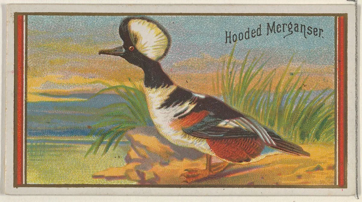 Hooded Merganser, from the Game Birds series (N13) for Allen & Ginter Cigarettes Brands — Allen & Ginter|George S. Harris & Sons