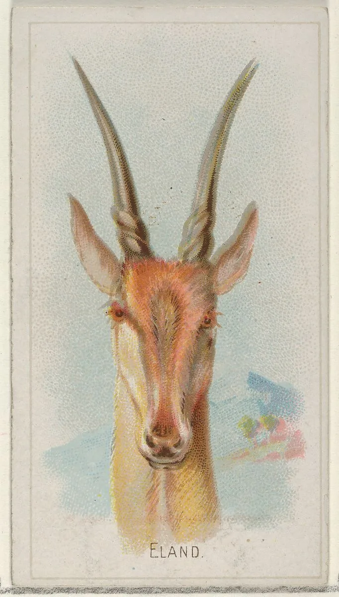 Eland, from the Wild Animals of the World series (N25) for Allen & Ginter Cigarettes — Allen & Ginter|George S. Harris & Sons