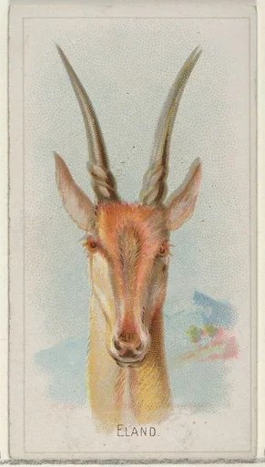 Eland, from the Wild Animals of the World series (N25) for Allen & Ginter Cigarettes