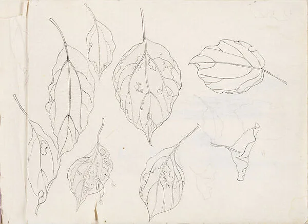 現代 謝稚柳 葉片畫稿 冊頁|Leaf Studies — Xie Zhiliu