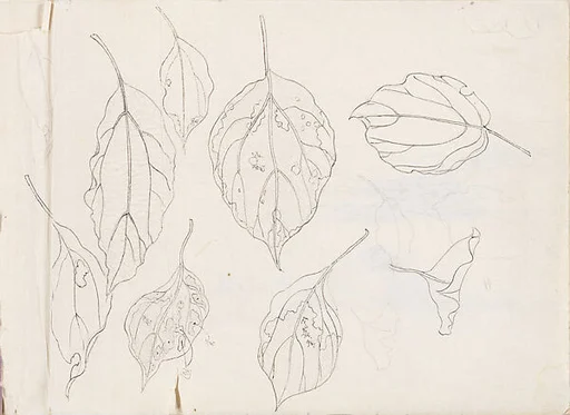 現代 謝稚柳 葉片畫稿 冊頁|Leaf Studies