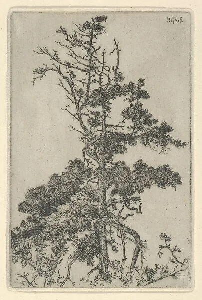 Tree Top — Ernest Haskell