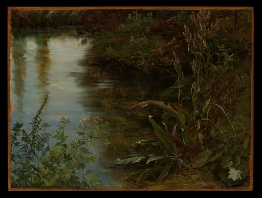 Study of Water and Plants