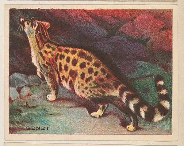 Genet, collector card from the Animals series (D9), issued by the Weber Baking Company to promote Onist Milk and Pullman Bread — Weber Baking Company