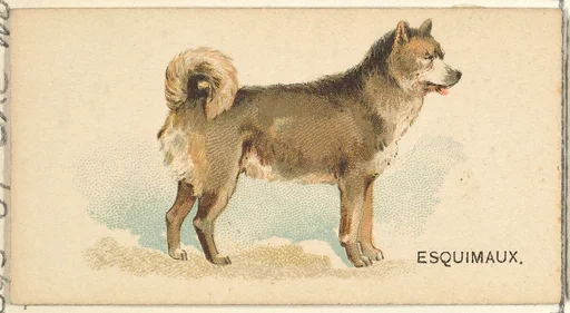 Esquimaux Husky, from the Dogs of the World series for Old Judge Cigarettes