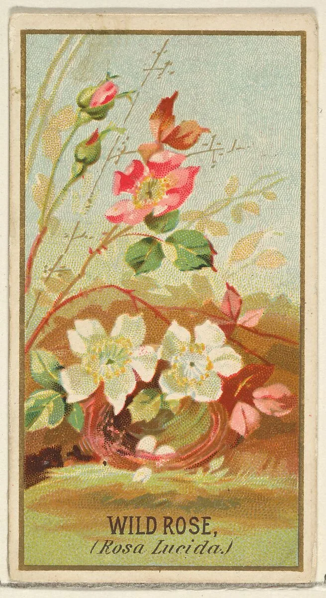 Wild Rose (Rosa Lucida), from the Flowers series for Old Judge Cigarettes — Goodwin & Company|George S. Harris & Sons