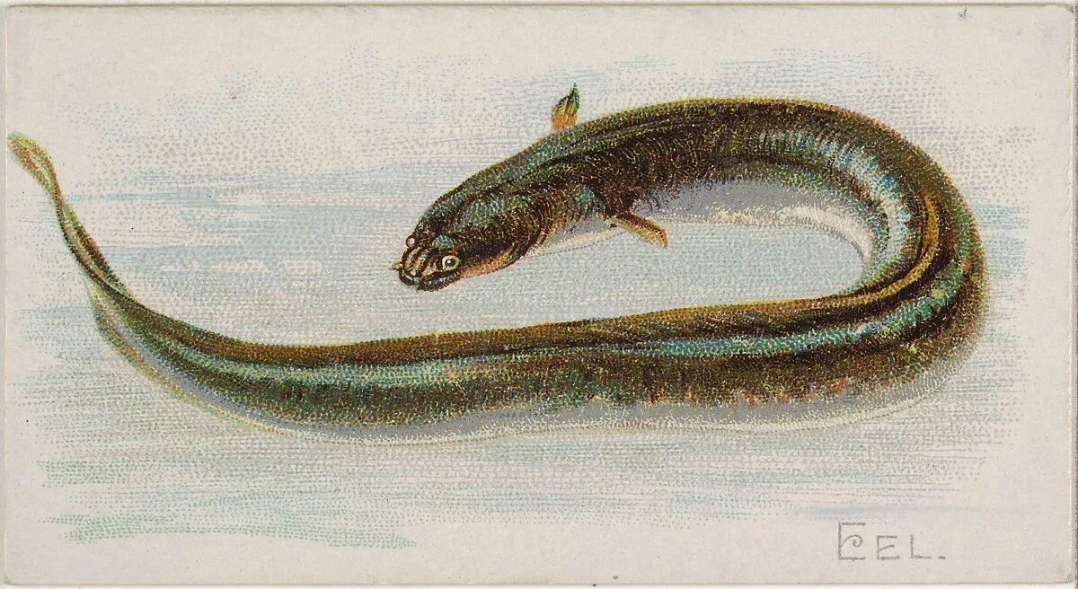 Eel, from the Fish from American Waters series (N8) for Allen & Ginter Cigarettes Brands — Allen & Ginter|Lindner, Eddy & Claus