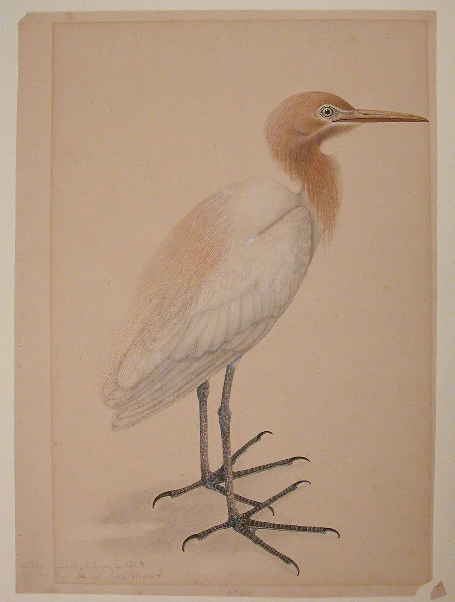 A Heron — Unknown