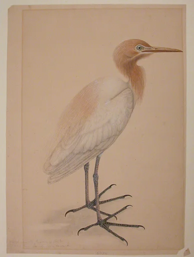 A Heron