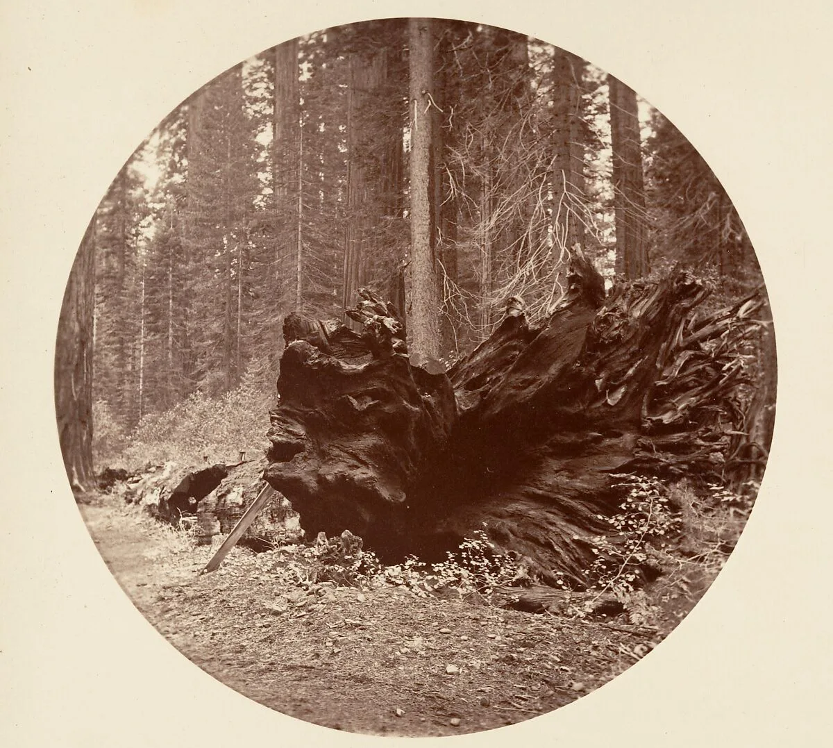 The Father of the Forest 450 ft C. Grove — Carleton E. Watkins