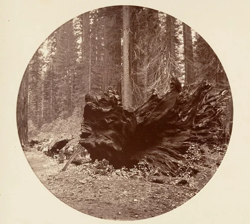The Father of the Forest 450 ft C. Grove