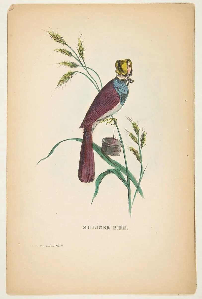 Milliner Bird (Minnie Doyle), from The Comic Natural History of the Human Race — Henry Louis Stephens|Rosenthal|Samuel Robinson