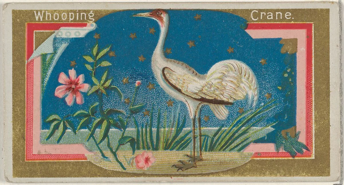 Whopping Crane, from the Game Birds series (N13) for Allen & Ginter Cigarettes Brands — George S. Harris & Sons|Allen & Ginter