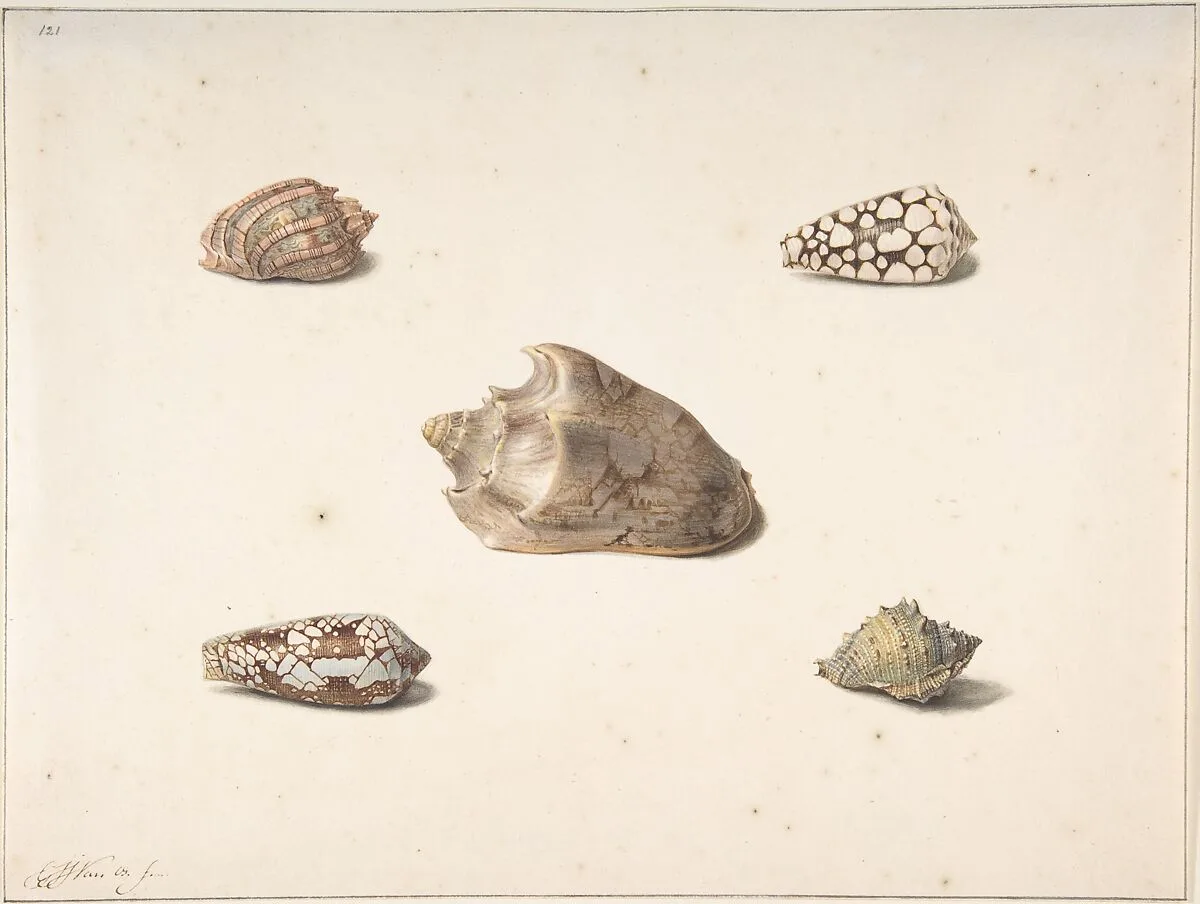 Five Shells — George Jacobus Johannes van Os