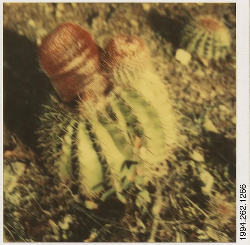 [Cactus]