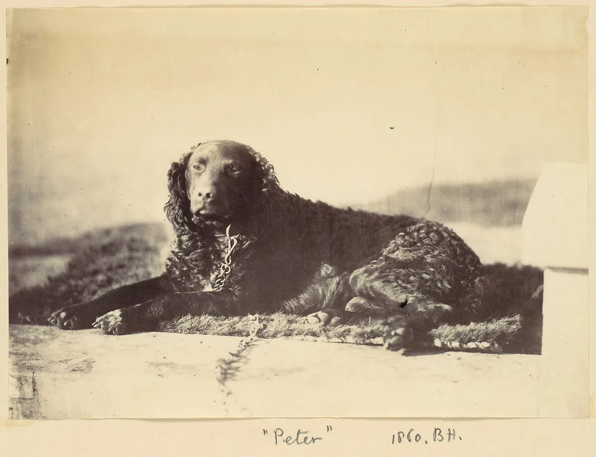 "Peter" — Alfred Capel Cure