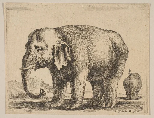 Plate 10: Elephant, from "Various animals" (Diversi animali)