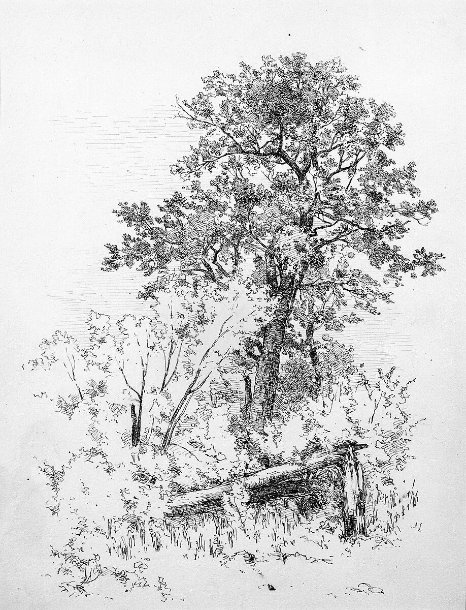 Sugar Maple, Adirondacks — Andrew Fisher Bunner