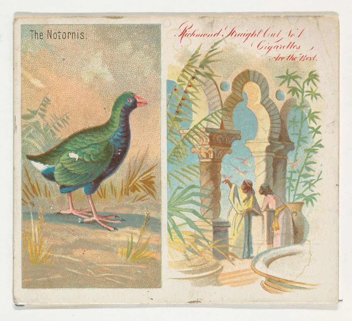 The Notornis, from Birds of the Tropics series (N38) for Allen & Ginter Cigarettes — Allen & Ginter|George S. Harris & Sons