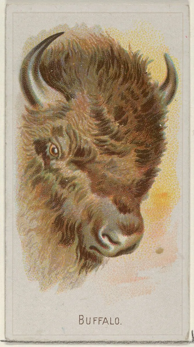 Buffalo, from the Wild Animals of the World series (N25) for Allen & Ginter Cigarettes — George S. Harris & Sons|Allen & Ginter
