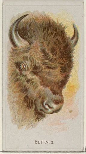 Buffalo, from the Wild Animals of the World series (N25) for Allen & Ginter Cigarettes